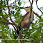 Cuclillo canela (Dark billed cuckoo) Coccyzus melacoryphus