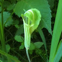 Jack in the Pulpit