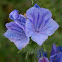 Blueweed