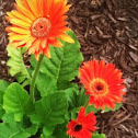 Gerber daisy
