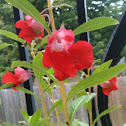 Rose balsam