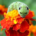 Elephant Hawk Moth