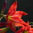 Hippeastrum sp