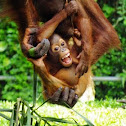 Orangutan