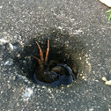 Land crab
