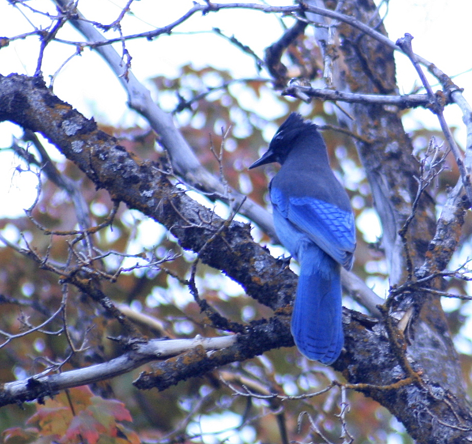 Steller's Jay