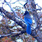 Steller's Jay