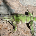 Green Iguana