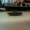 Sculptured Pine Borer