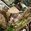 mushroom