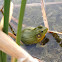 American Bullfrog