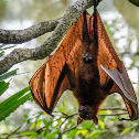 Flying Fox