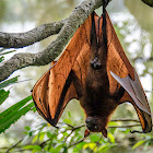 Flying Fox