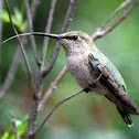 Anna's hummingbird