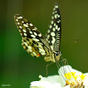 Common Lime Butterfly