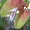 Shrimp Plant
