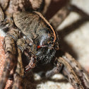 Carolina wolf spider