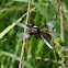 Widow Skimmer Dragonfly (male)
