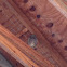 Barn owl