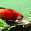Scarlet Macaw