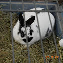 Domestic Rabbit