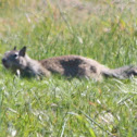 California ground squirrel