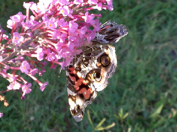 Spotting Image 1