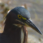 Green Heron