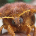 Cricula Silkmoth