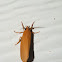 Moth