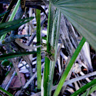 Cuban Tree Frog