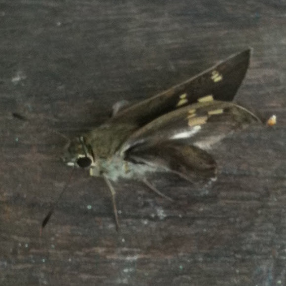 Spotting Image 1