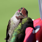hummingbird
