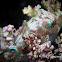 False-Eye Puffer, Papua Toby