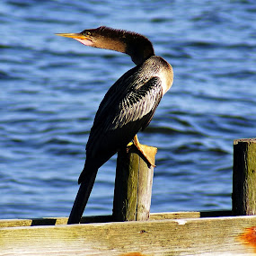 by Sandra Cannon - Animals Birds
