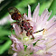 Cuckoo Bee