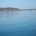 Diving duck
