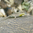 Maltese Wall Lizard
