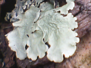 Spotting Image 1