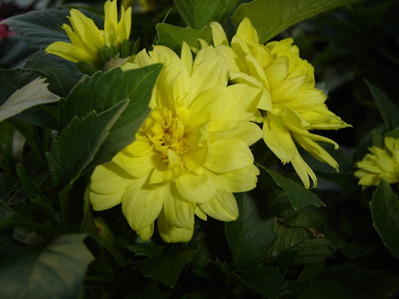 Spotting Image 1