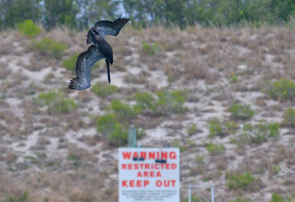 Spotting Image 1