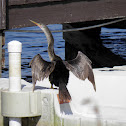 Anhinga