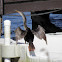 Anhinga