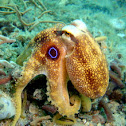 Mototi Blue Ring Octopus