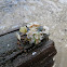 tulip snail and whelk egg cases