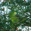 Blue-fronted Amazon