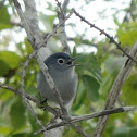 Blue-gray Gnatcatcher