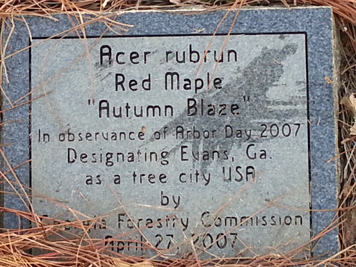 Acer Rubrun