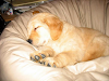 Perro Golden Retiver Busca Novia