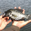 Black crappie